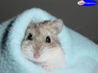 /album/cotilleos/hamster-5-jpg/